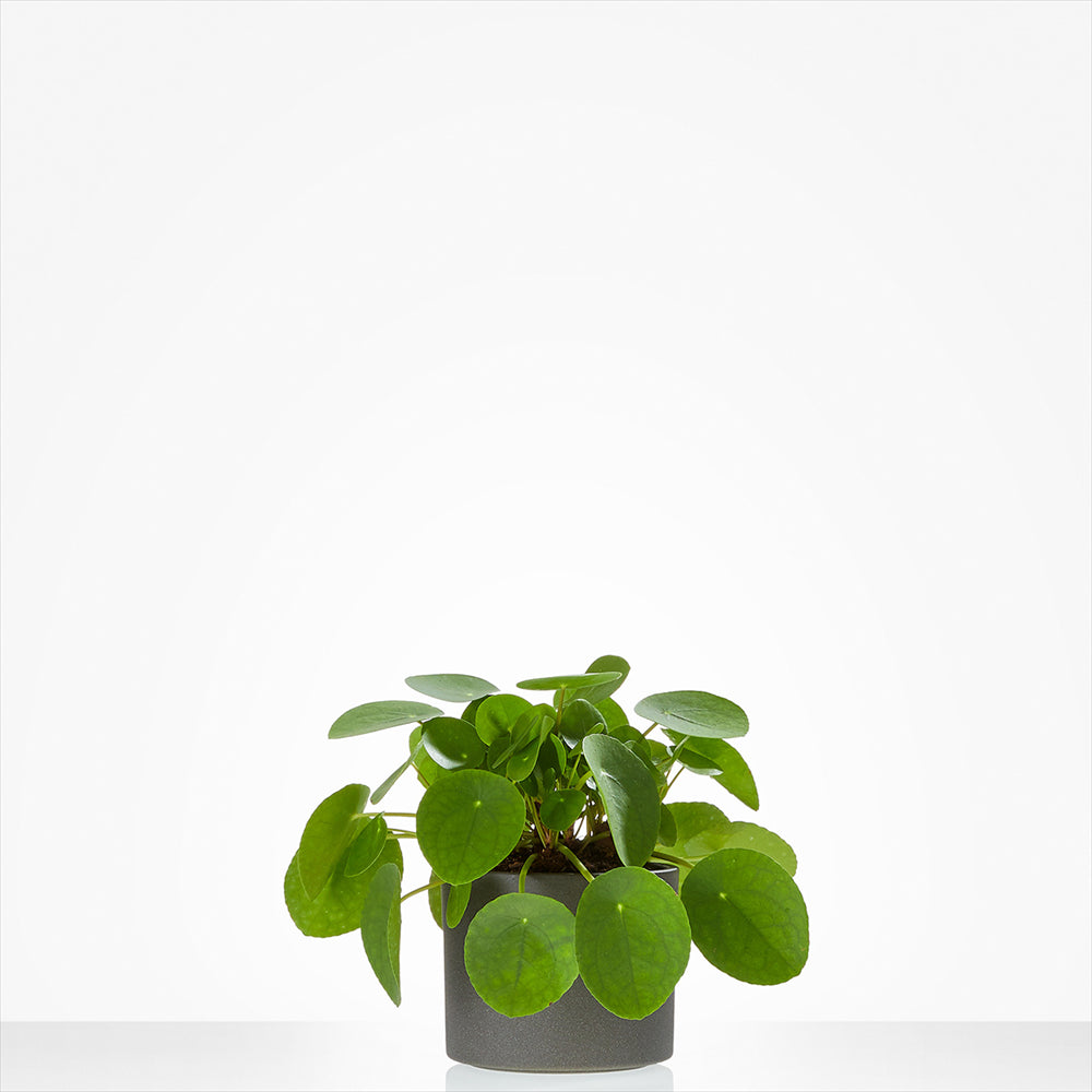 Planten laten bezorgen in Eygelshoven