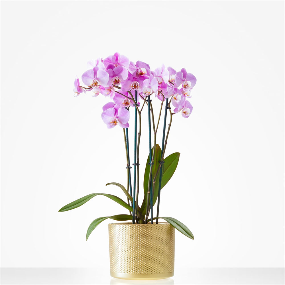 Planten laten bezorgen in Achlum