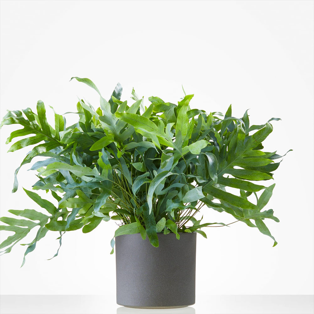 Planten laten bezorgen in Bussum