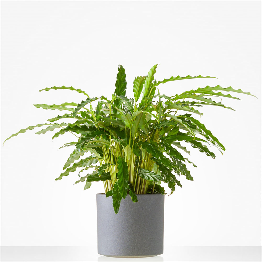 Planten laten bezorgen in Kolhorn