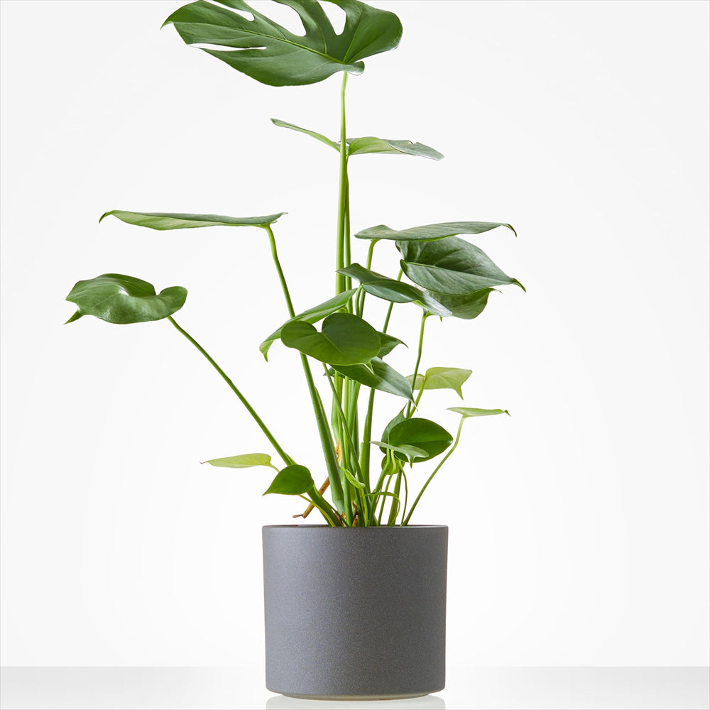 Planten laten bezorgen in Graft