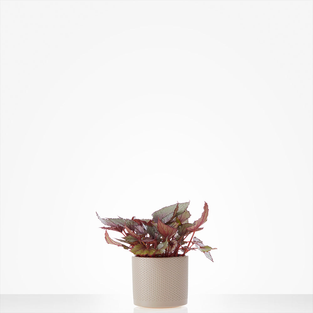 Planten laten bezorgen in Weesp