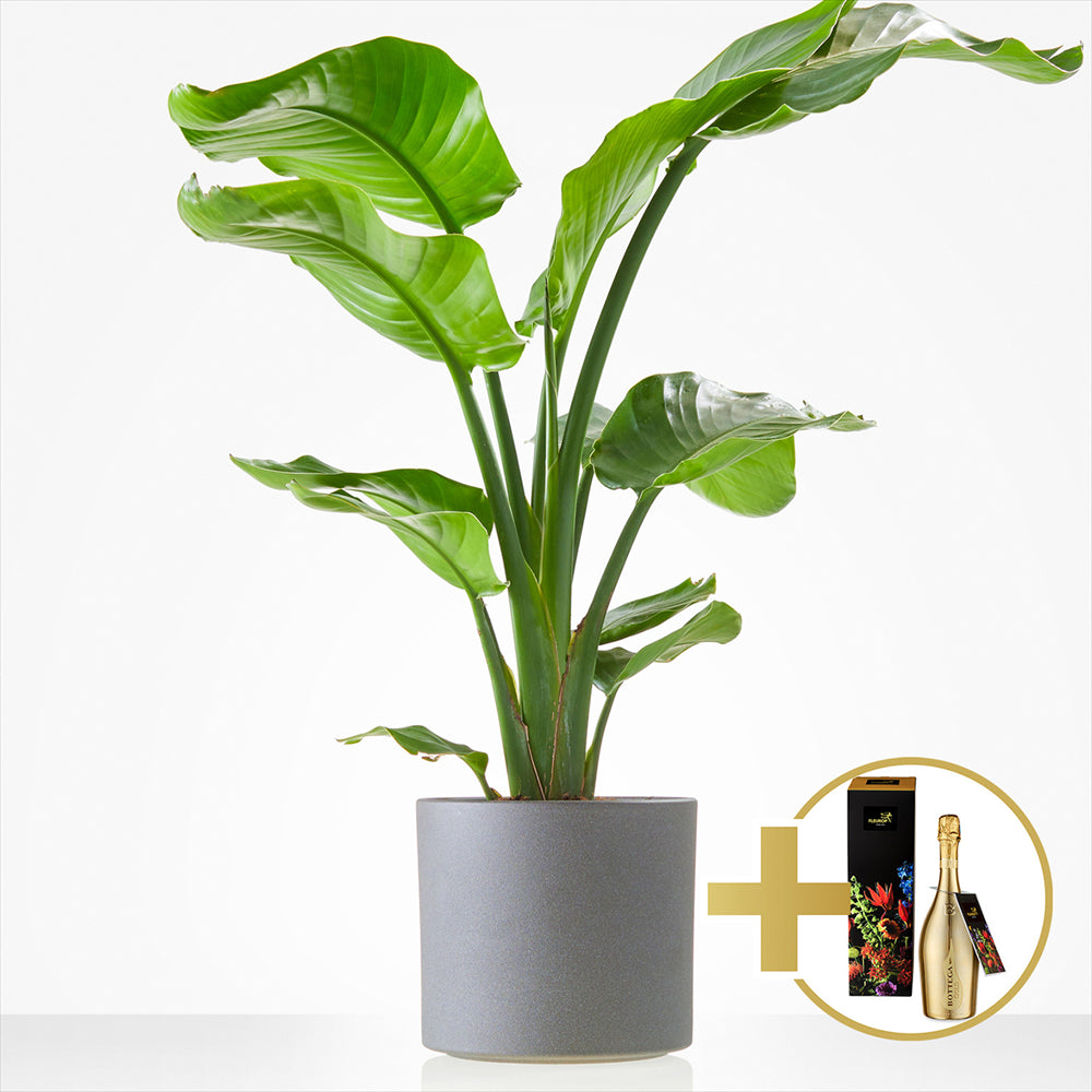 Planten laten bezorgen in Ridderkerk