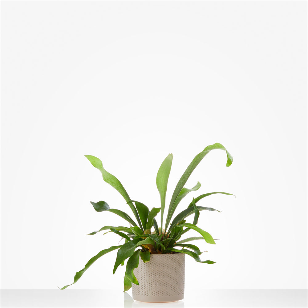 Planten laten bezorgen in Broek op Langedijk