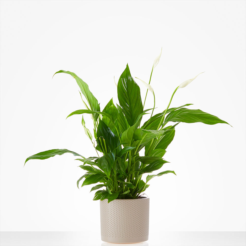 Planten laten bezorgen in Culemborg