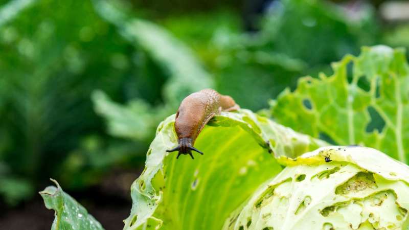 Bestrijdingsmiddelen DCM