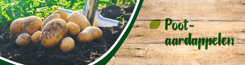 pootaardappelen