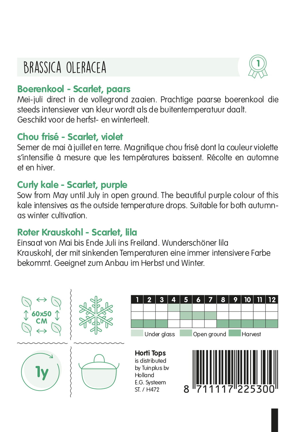 HT Boerenkool Scarlet, paars