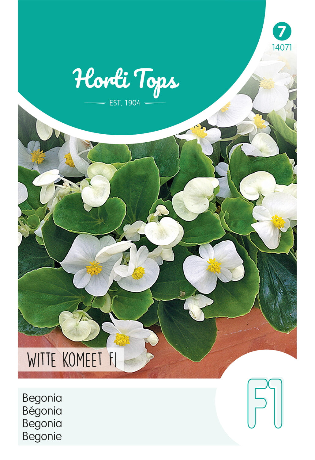 HT Begonia F1 Witte Komeet