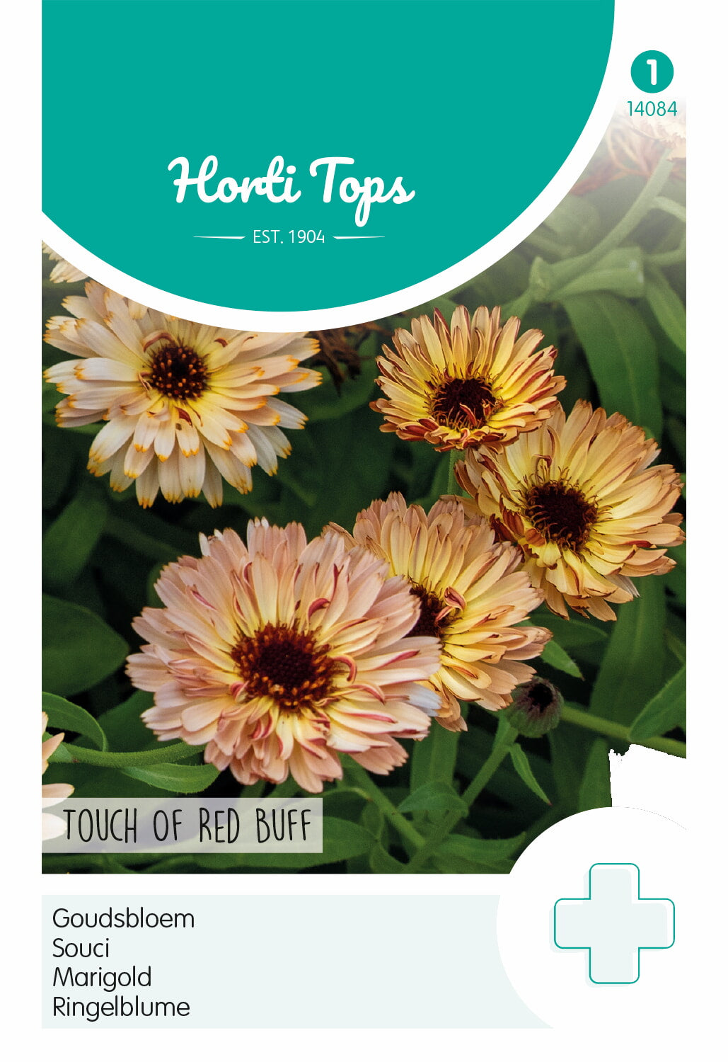 HT Calendula, Goudsbloem Touch Of Red Buff