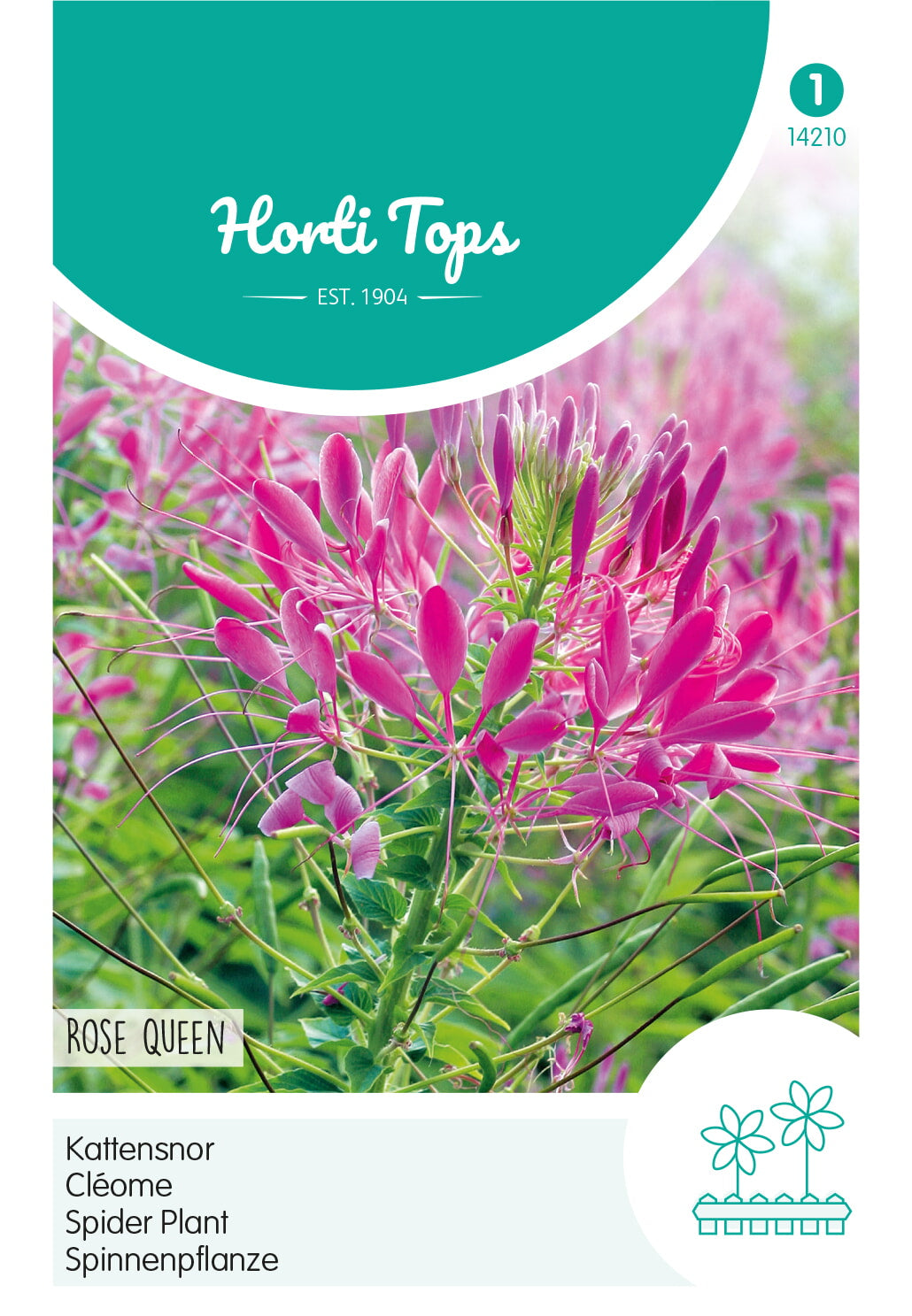 HT Cleome, Kattensnor Rose Queen