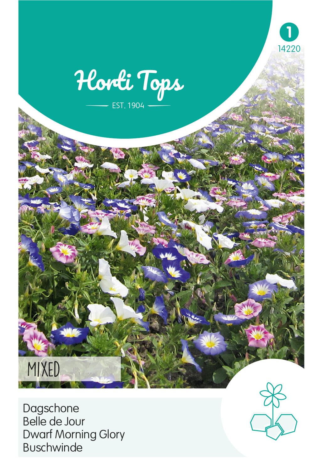 HT Convolvulus, Dagschone gemengd