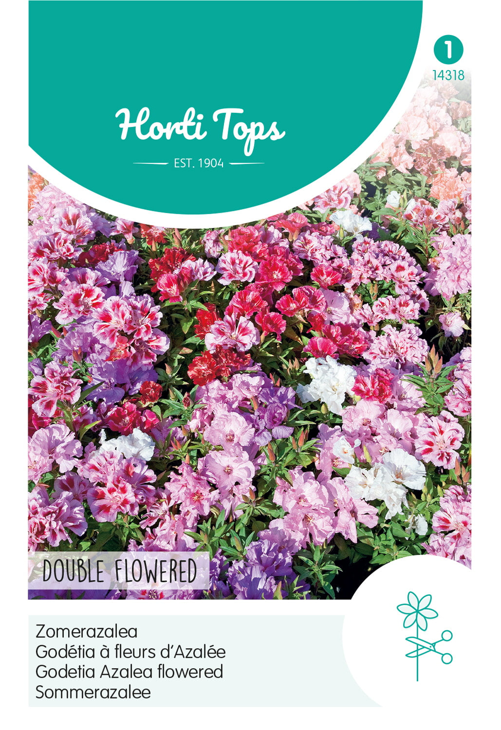 HT Godetia, Zomerazalea dubbelbloemig gemengd