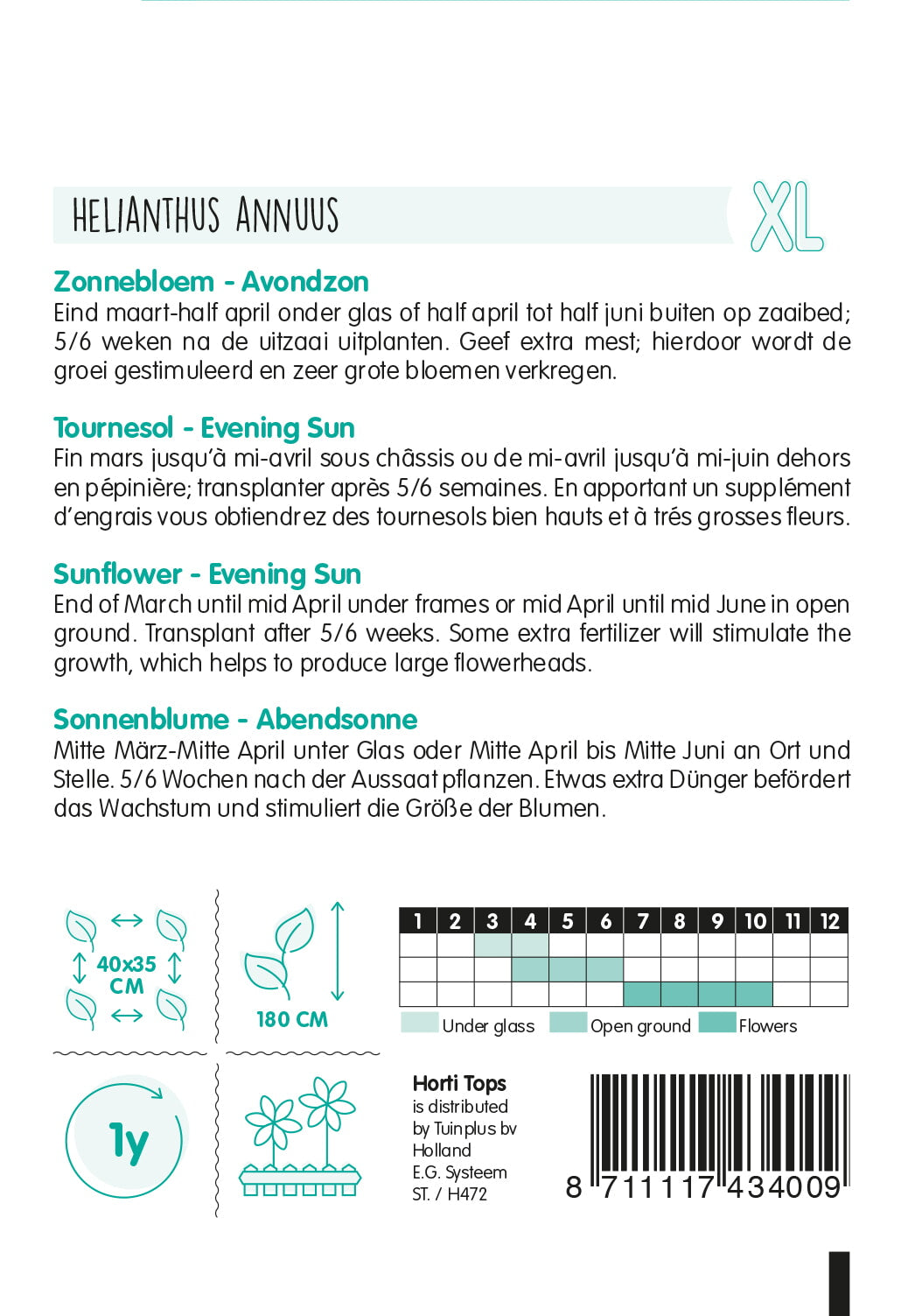 HT Helianthus, Zonnebloem Evening Sun/Avondzon