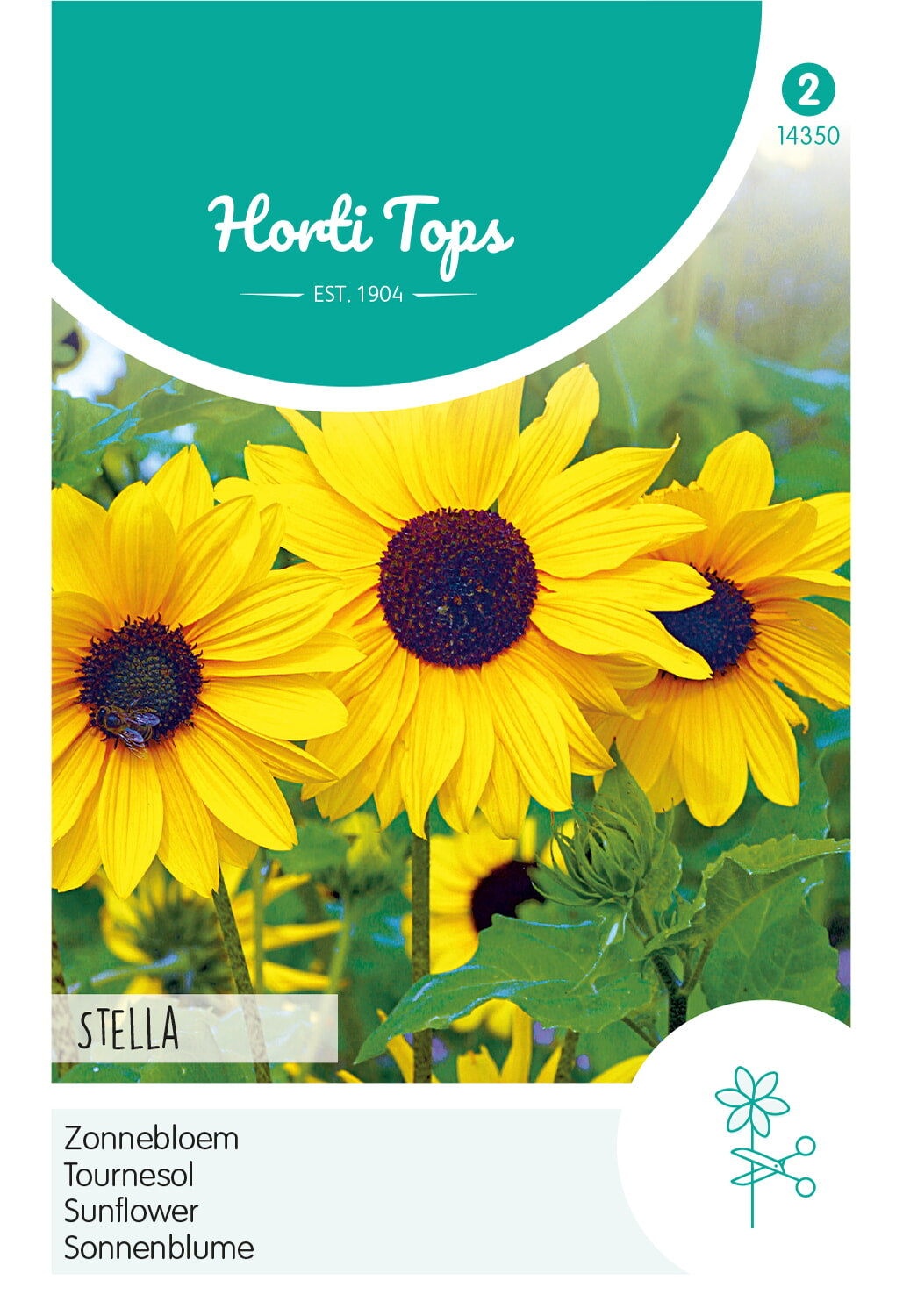 HT Helianthus, Zonnebloem Stella