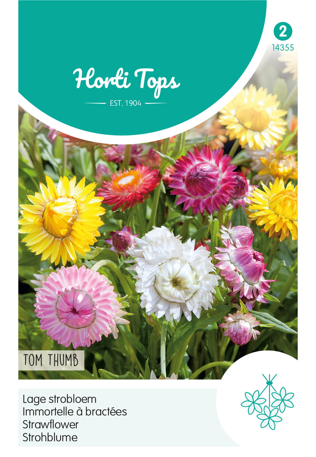 HT Helichrysum, lage Strobloem Tom Thumb