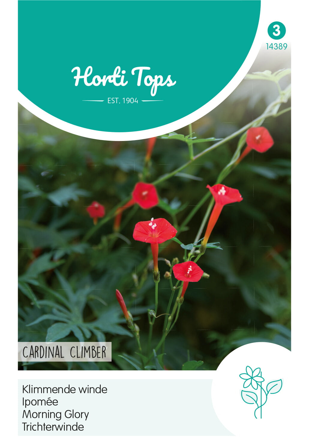 HT Ipomoea, Klimmende Winde, Cardinal Climber