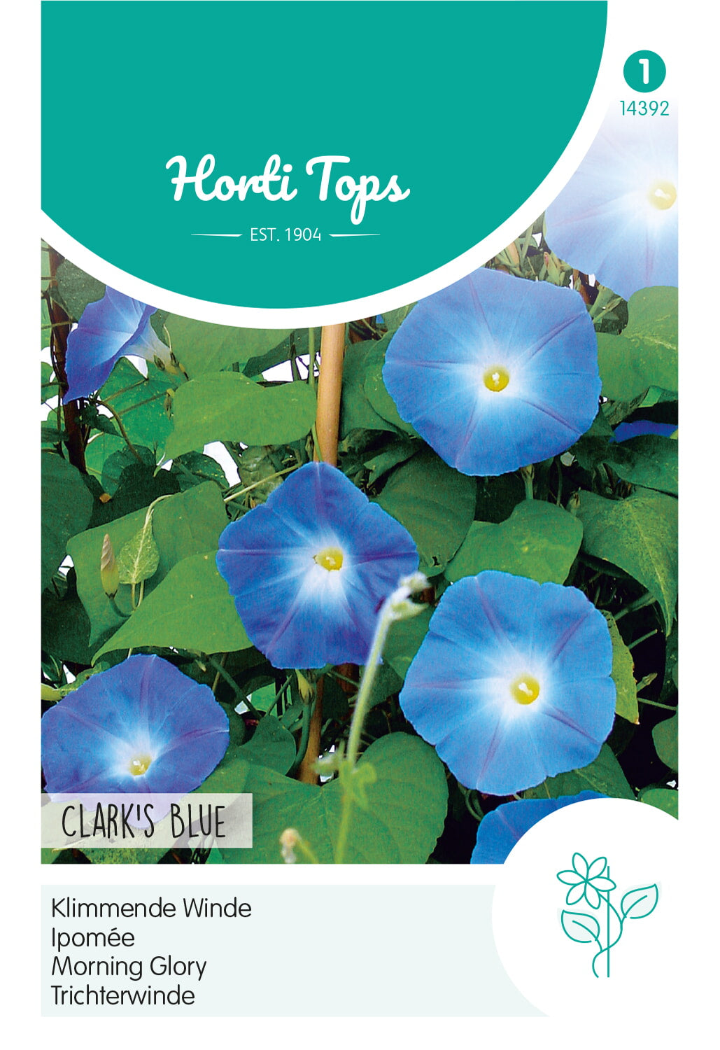 HT Ipomoea, Klimmende Winde Clark's Blue