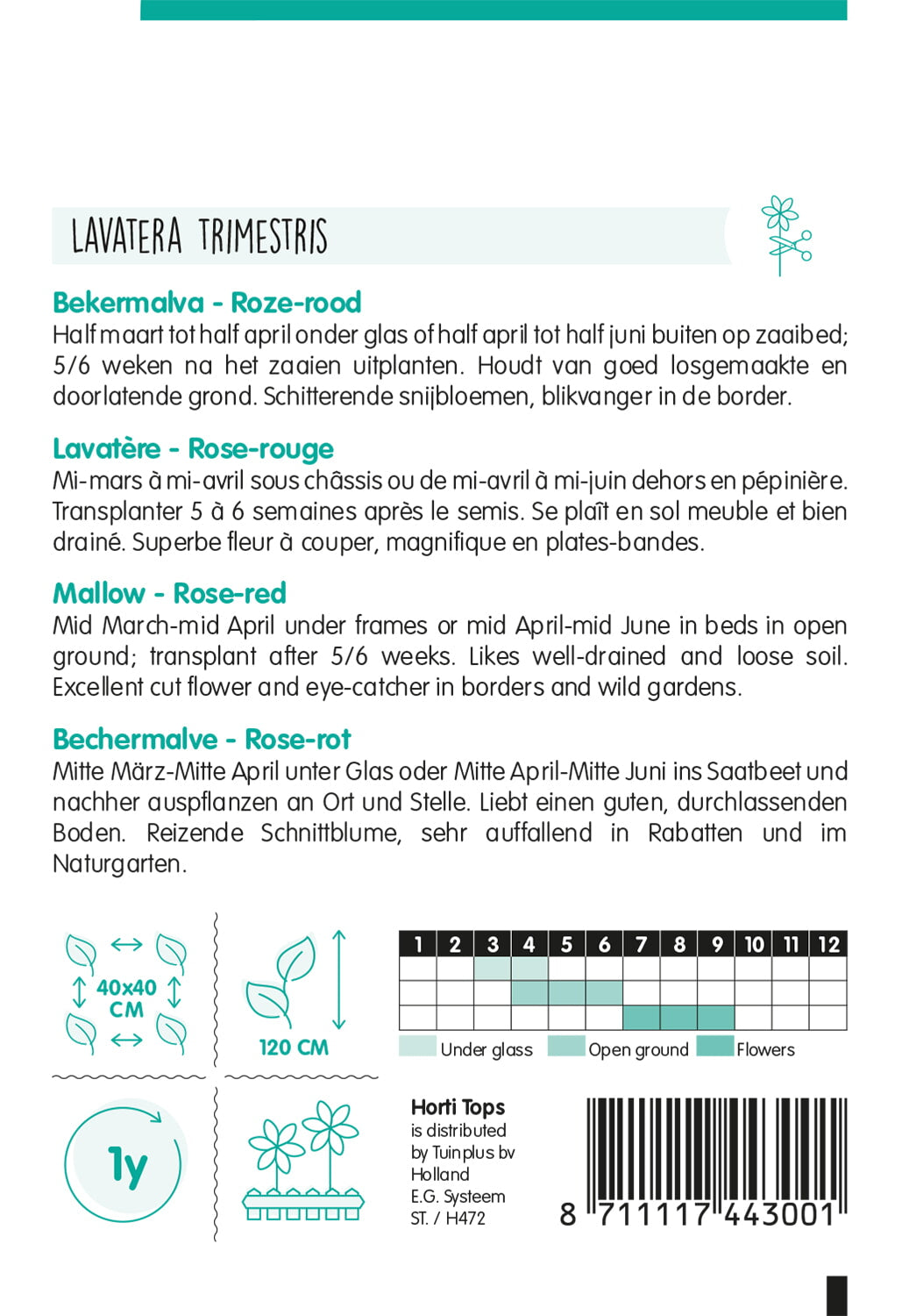 HT Lavatera, Bekermalva Rose/Rood