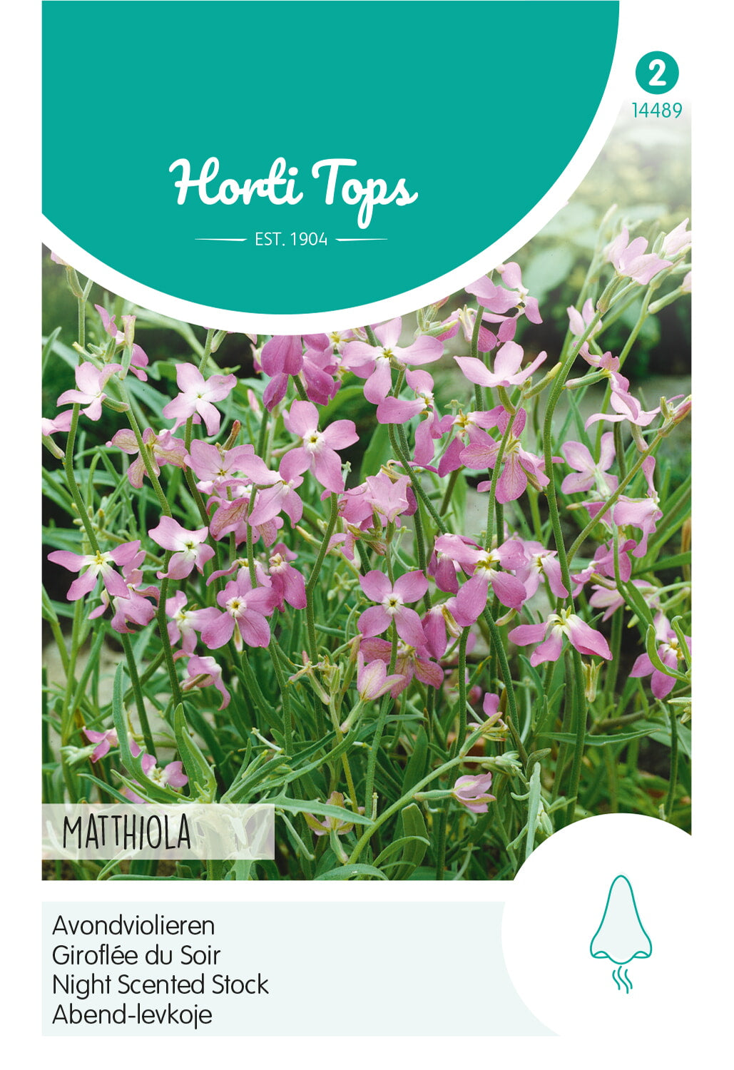 HT Matthiola, Avondviolier roze