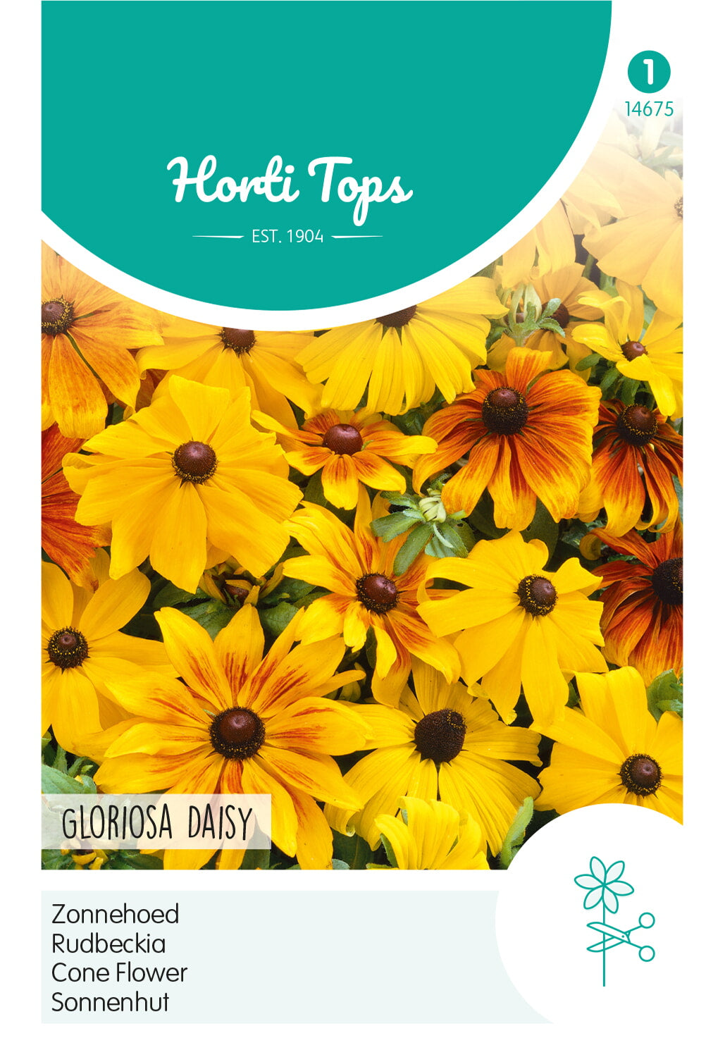 HT Rudbeckia, Zonnehoed Gloriosa Daisy gemengd