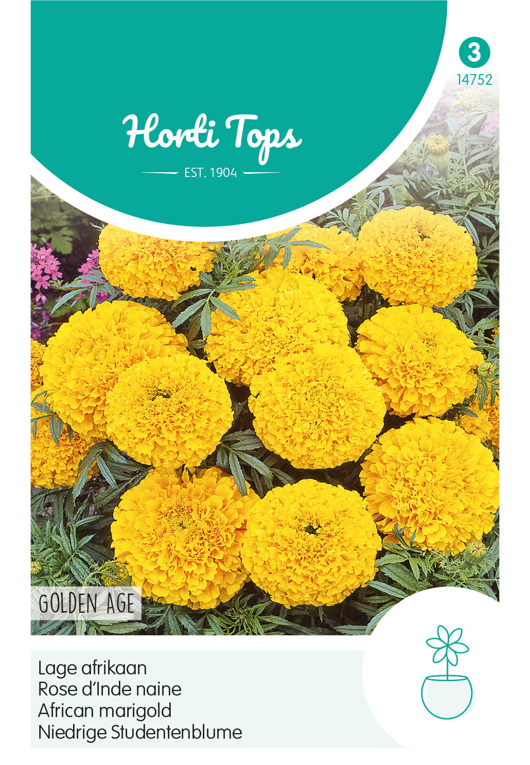 HT Tagetes, lage Afrikaan Golden Age