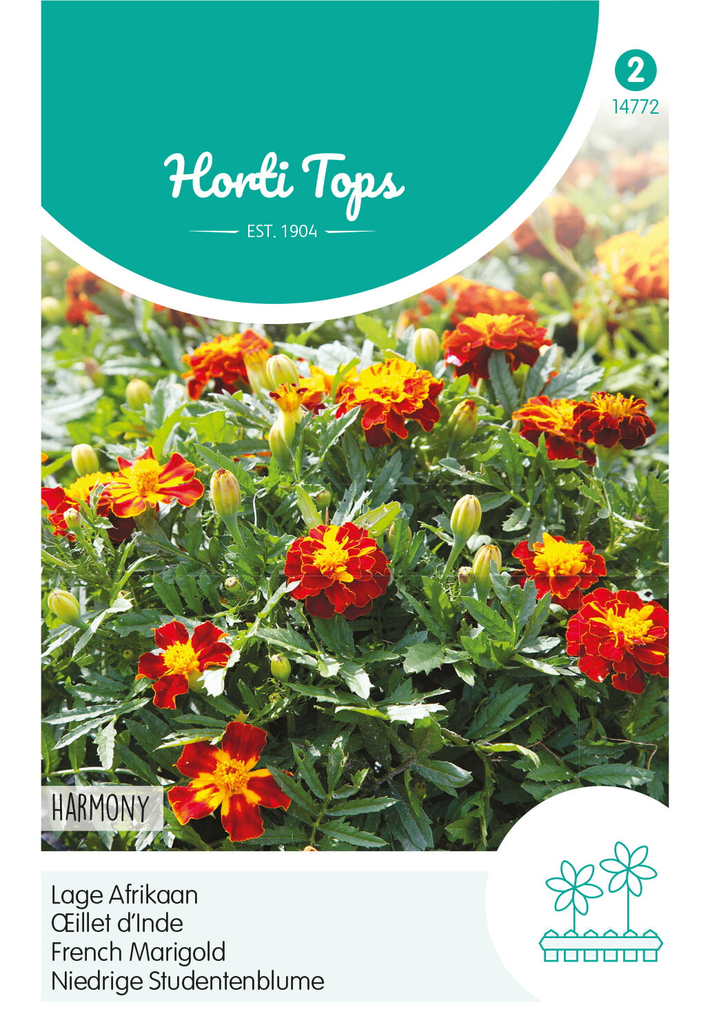 HT Tagetes, lage Afrikaan Petite Harmony