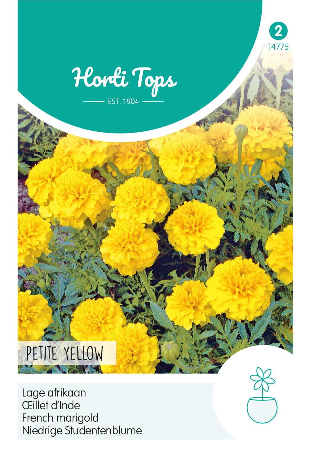 HT Tagetes, lage Afrikaan Petite Yellow