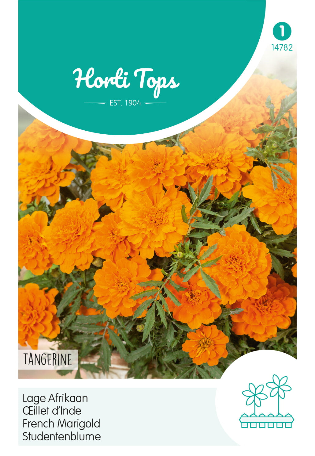 HT Tagetes, lage Afrikaan Tangerine