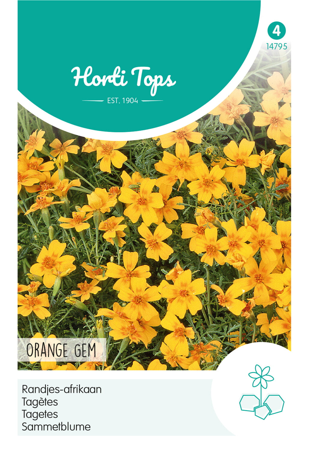 HT Tagetes, Randjes-afrikaan Orange