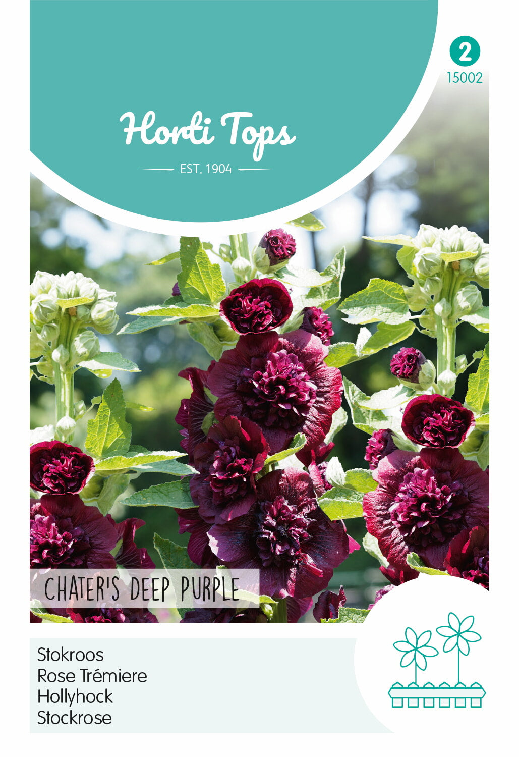 HT Althaea, Stokroos Chater's Deep Purple