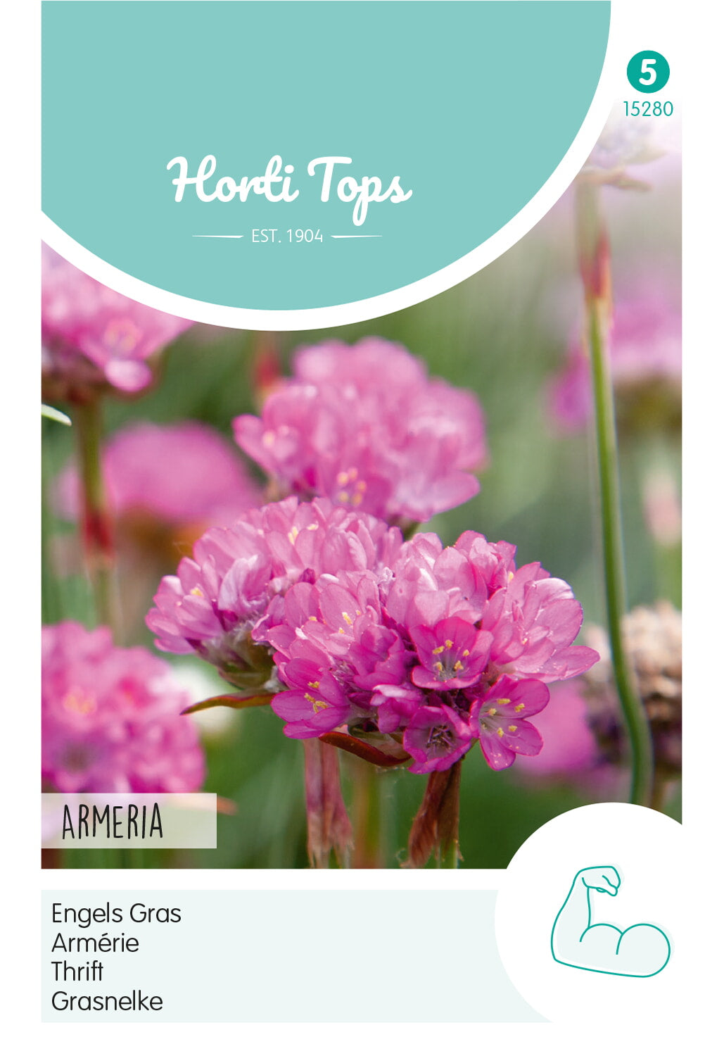 HT Armeria, Engels Gras rose
