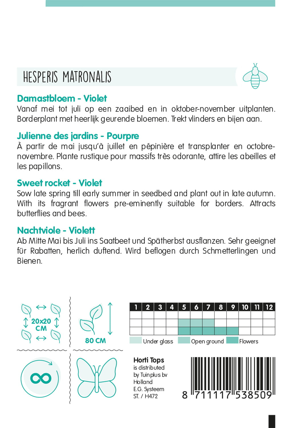 HT Hesperis, Damastbloem Violet