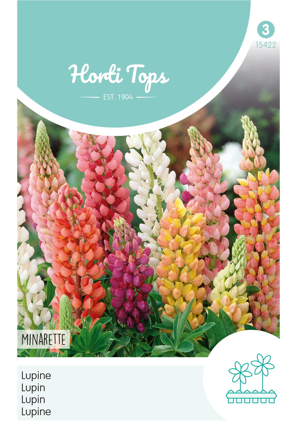 HT Lupinus, Lupine Minarette gemengd