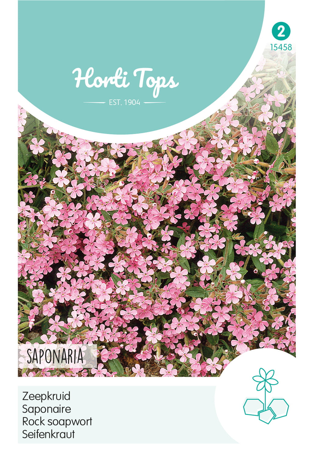 HT Saponaria, Zeepkruid Rose