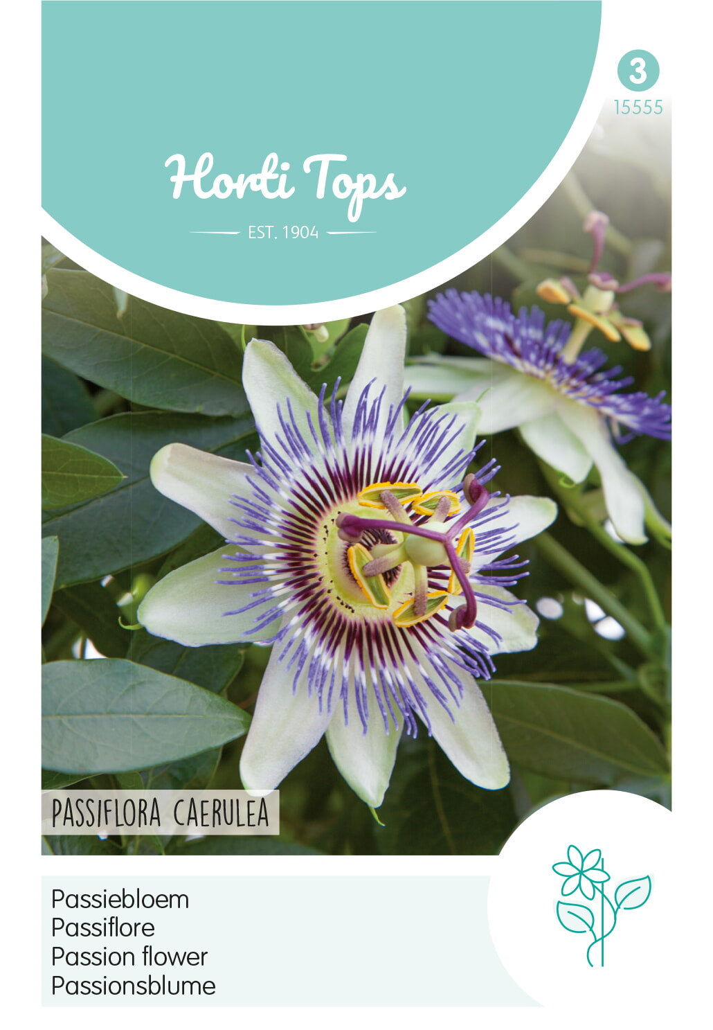 HT Passiflora, Passiebloem