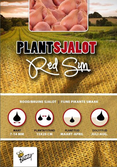 Plantsjalotten Red Sun 500g