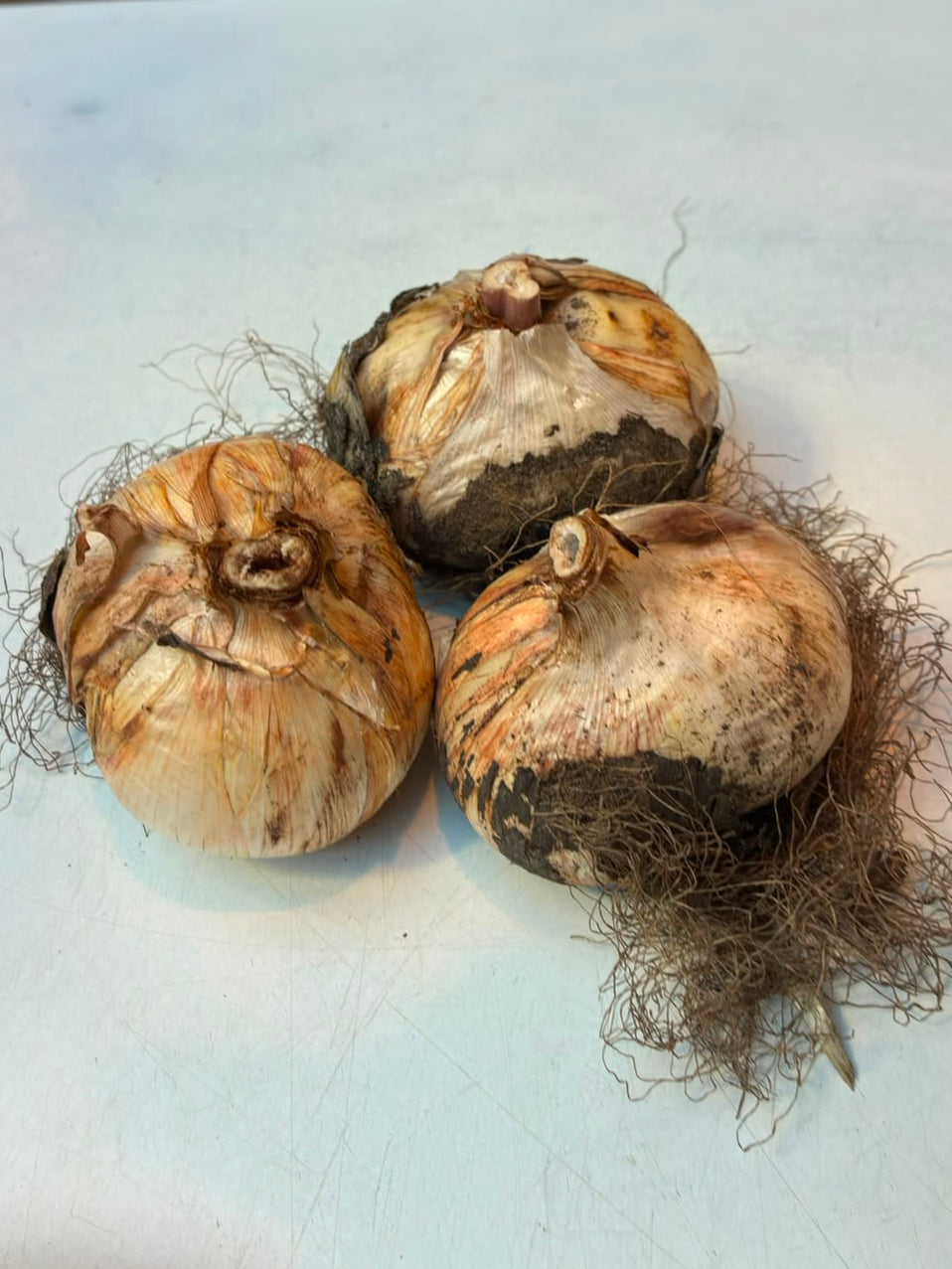 Allium globemaster bloembollen