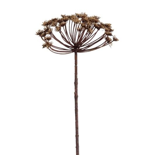 Daucus carota l.bruin - l78cm