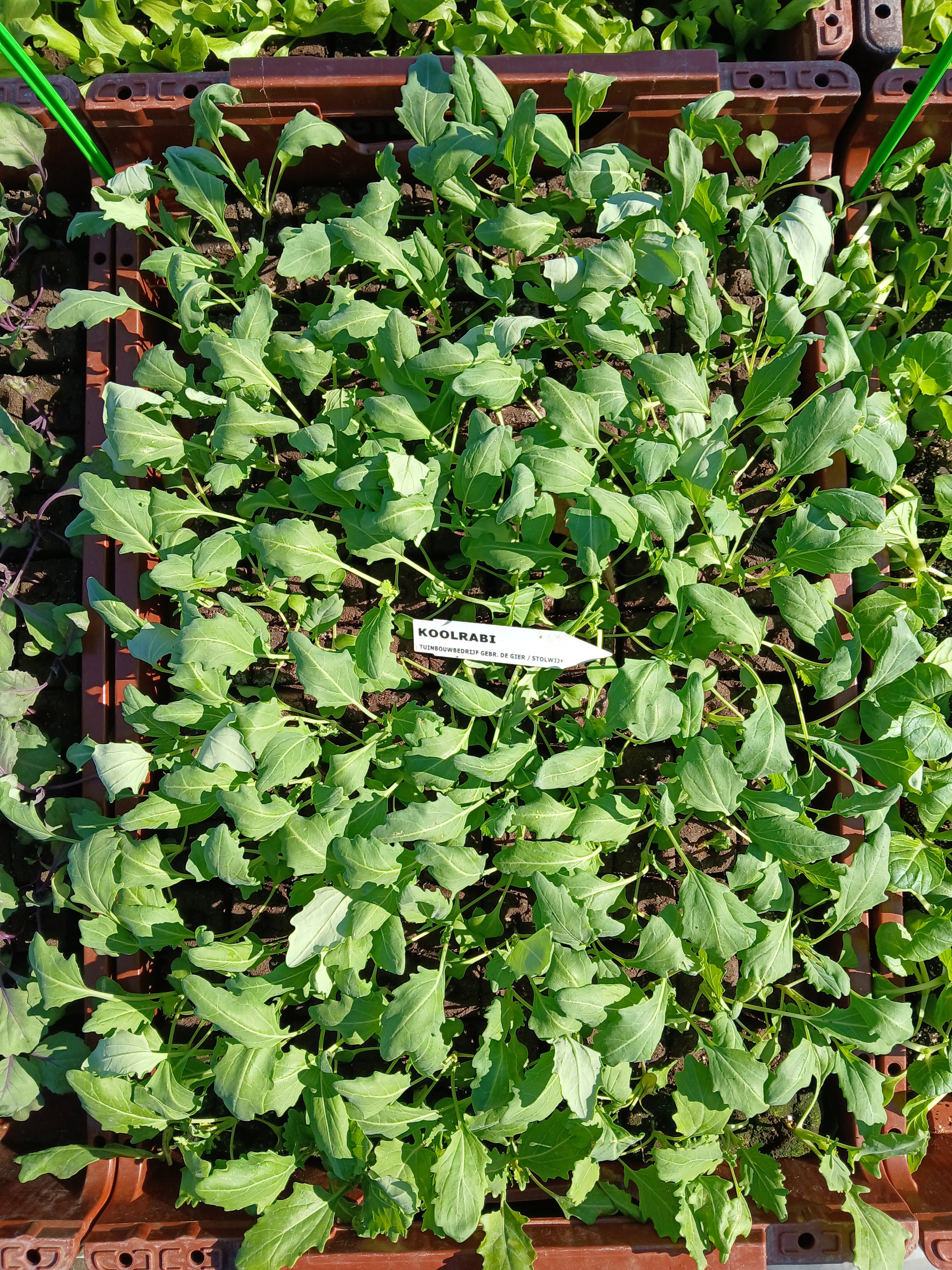 Koolrabi Wit – 4x4 cm perskluit