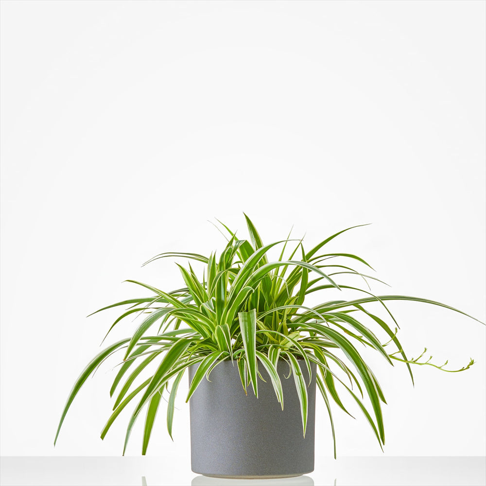 Planten laten bezorgen in Uithoorn