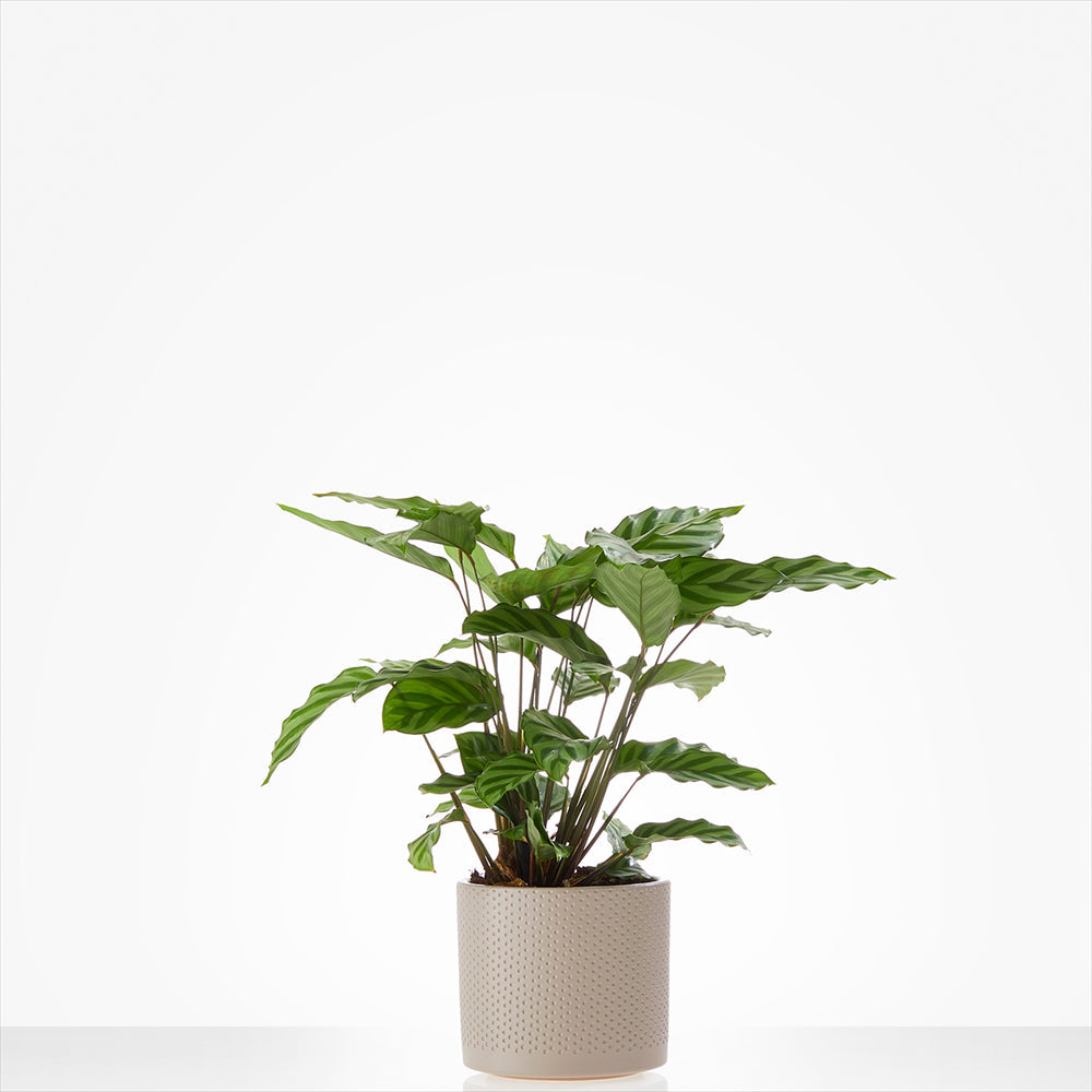 Planten laten bezorgen in Blaricum