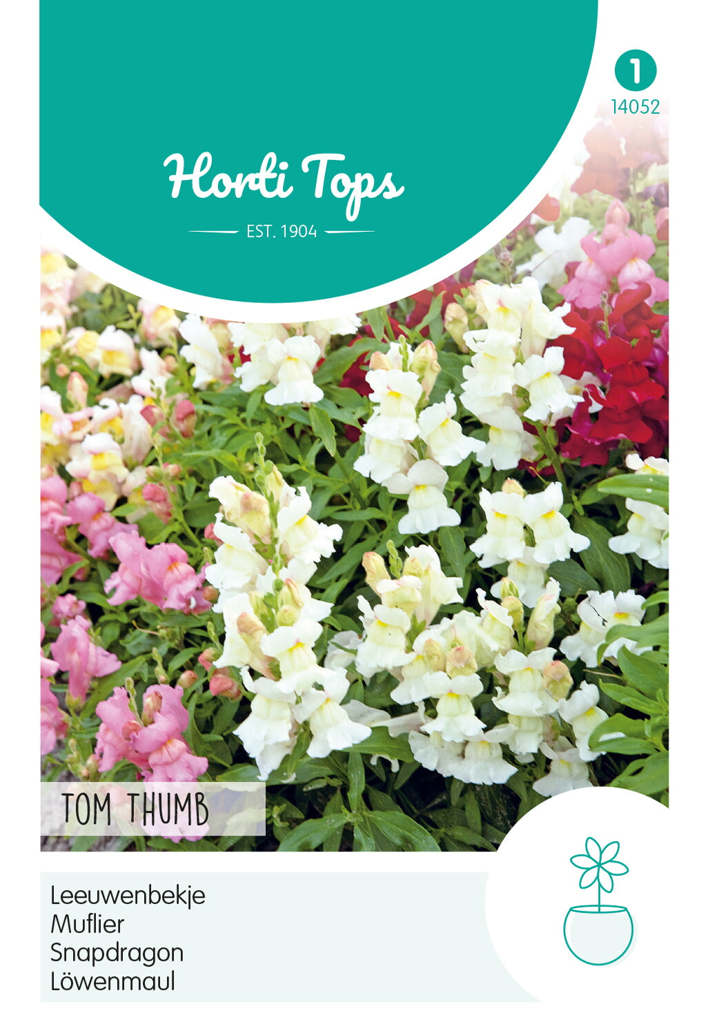 HT Antirrhinum, Leeuwenbekje Tom Thumb gemengd