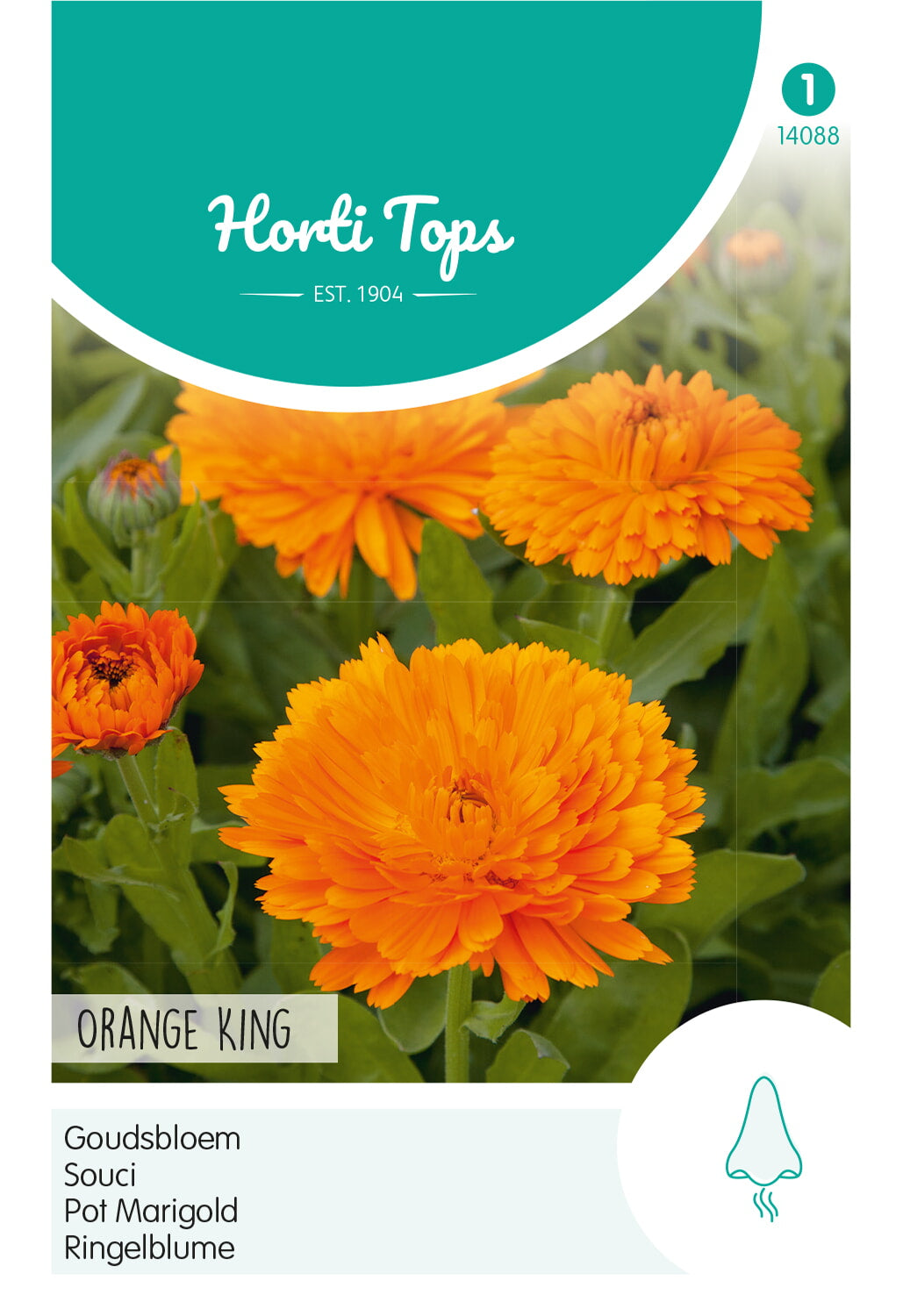 HT Calendula, Goudsbloem Orange King
