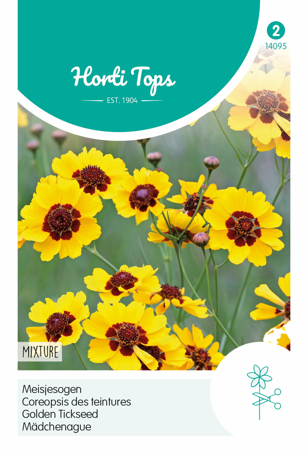 HT Coreopsis tinctoria half-hoog gemengd