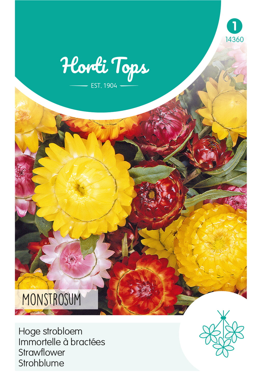 HT Helichrysum, Hoge strobloem Monstrosum