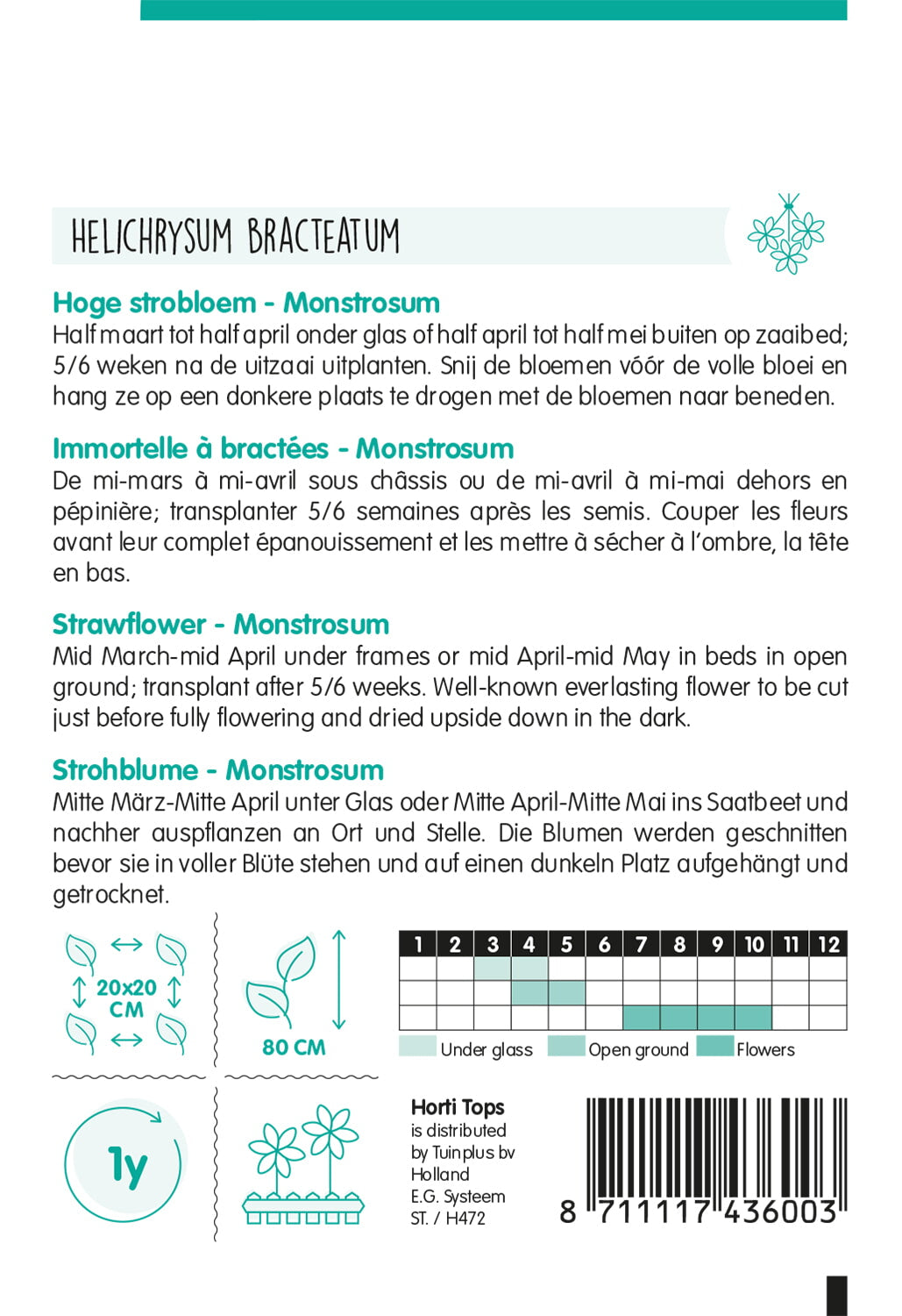 HT Helichrysum, Hoge strobloem Monstrosum