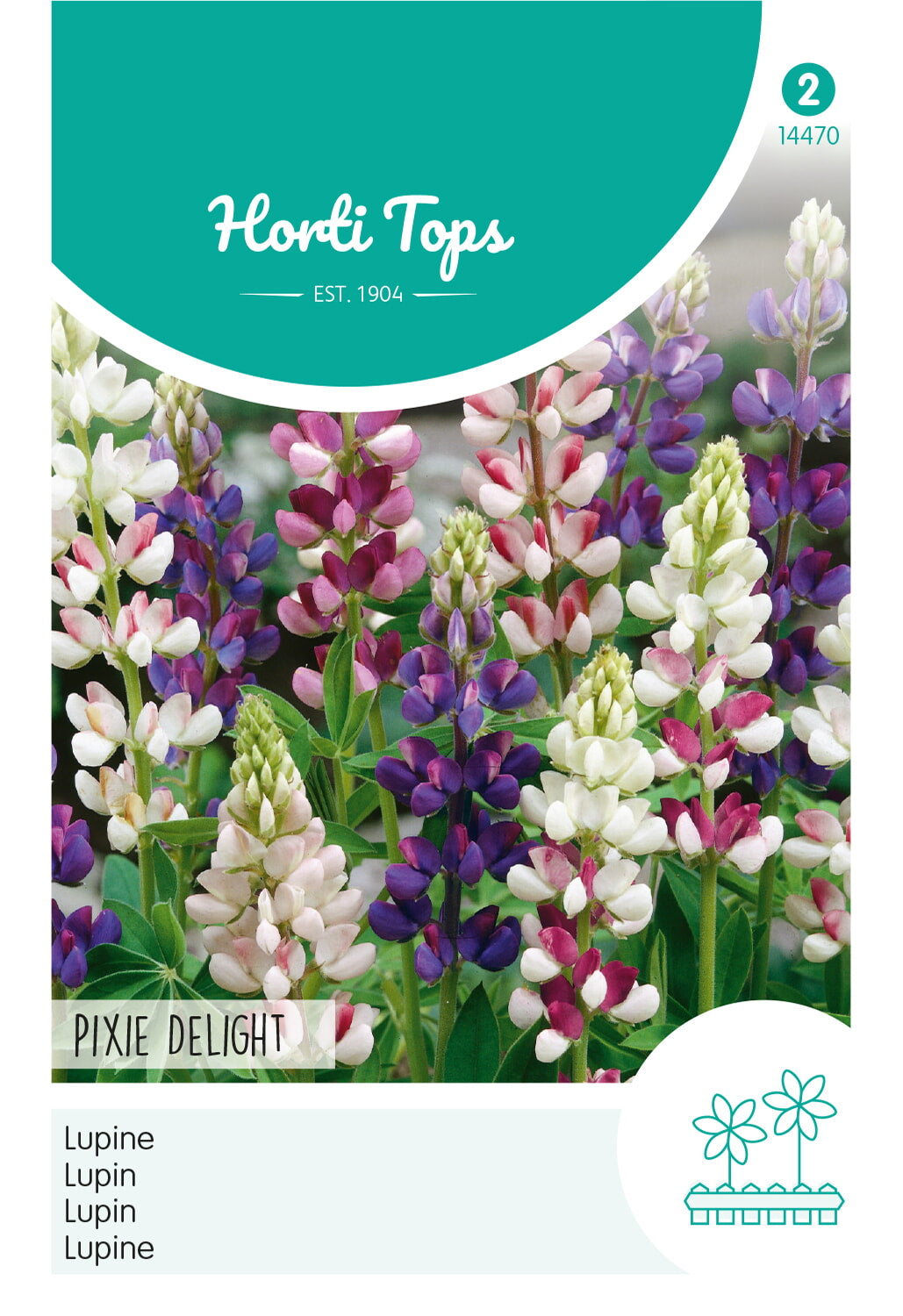 HT Lupinus, Lupine Pixie Delight gemengd