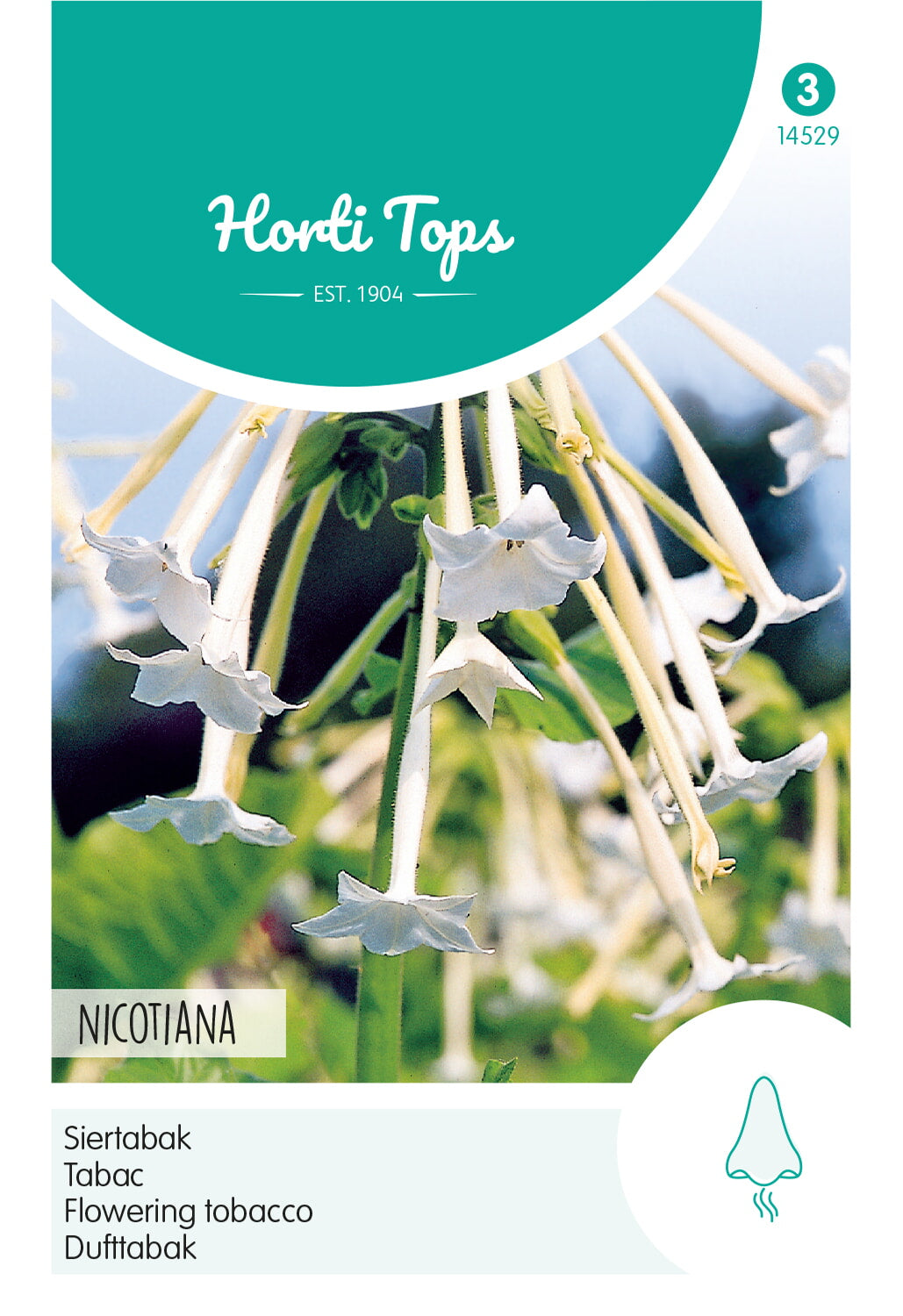 HT Nicotiana, Siertabak wit