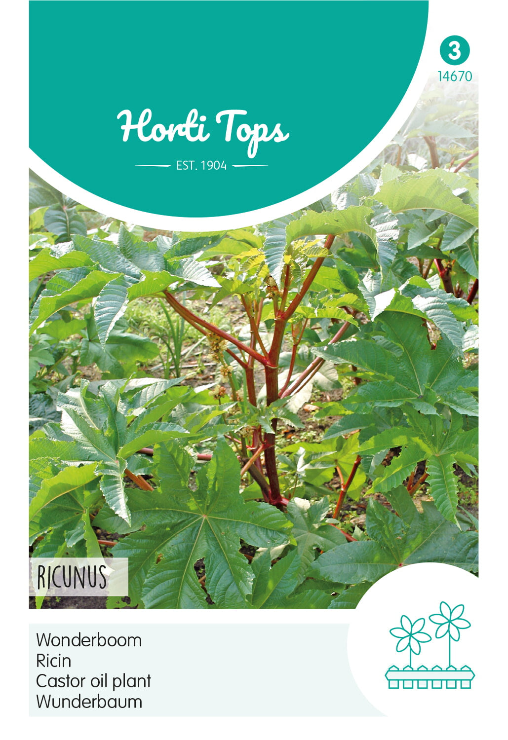 HT Ricinus, Wonderboom gemengd